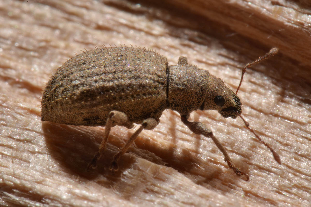 Curculionidae:  Sciaphilus asperatus